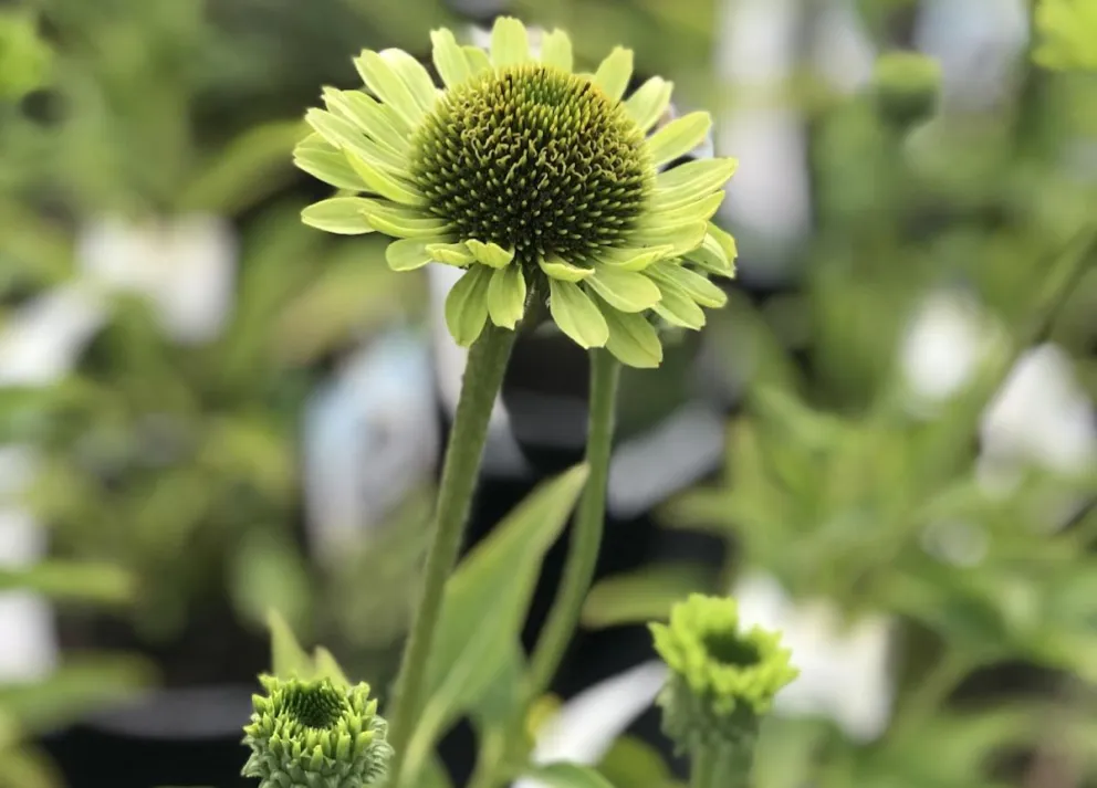 Echinacea purpurea 'Green Jewel' ®