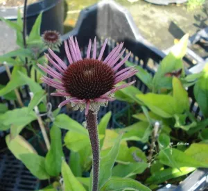 Echinacea purpurea 'Profusion' ®