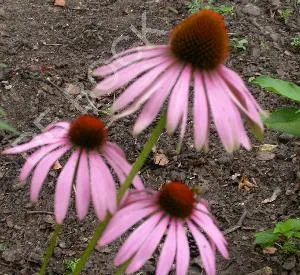 Echinacea purpurea 'Rubinstern'