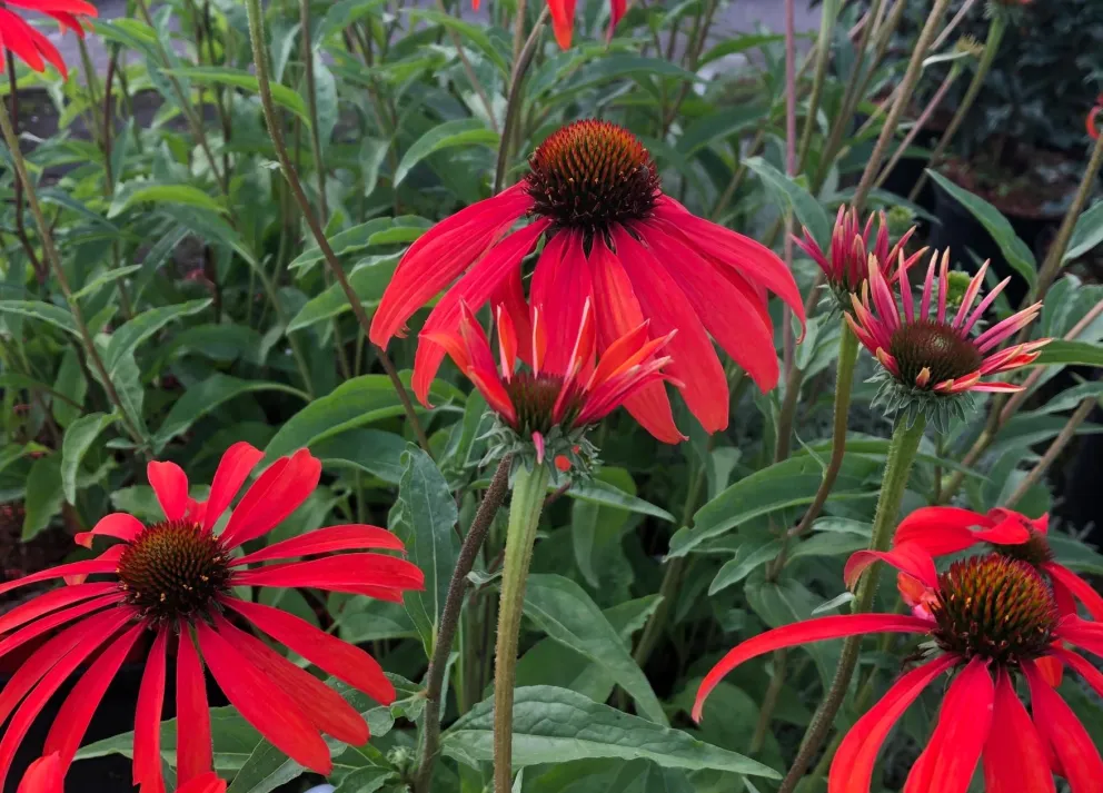 Echinacea purpurea 'Tomato Soup' ®