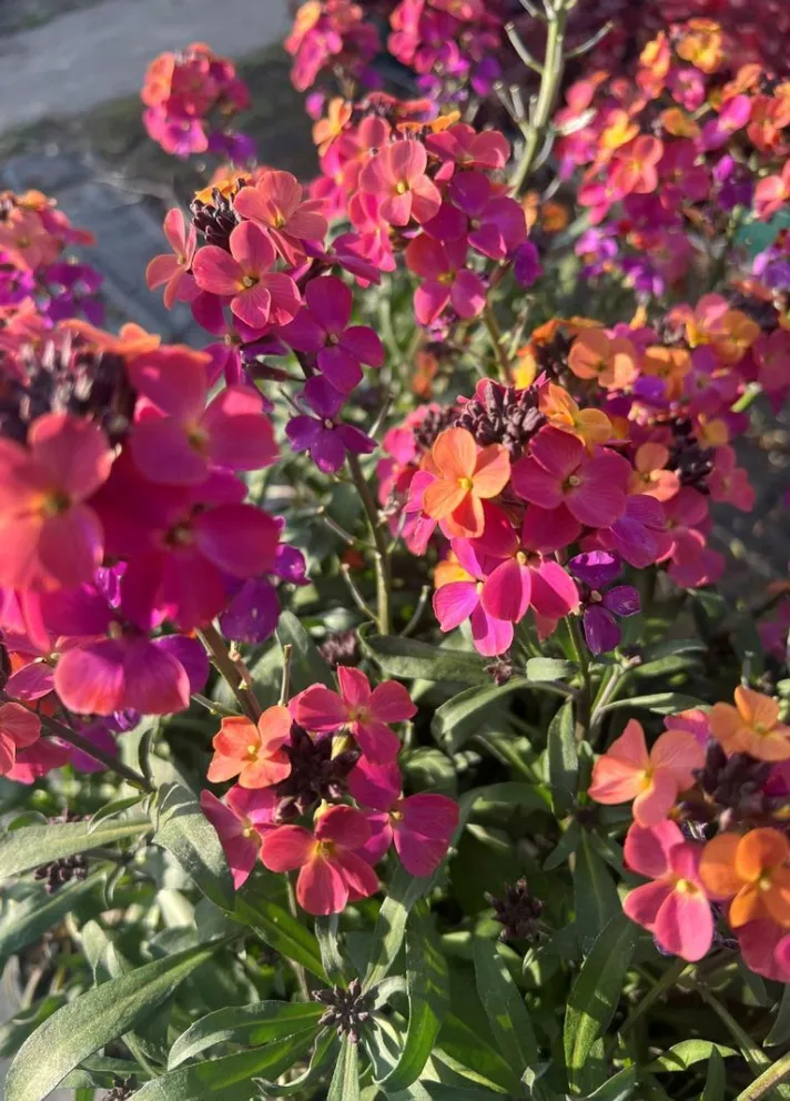 Erysimum linifolium 'Spring Breeze Copper'