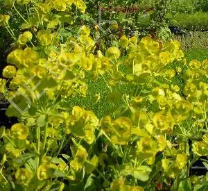 Euphorbia amygdaloides var. robbiae