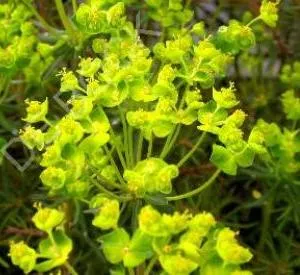 Euphorbia cyparissias 'Fens Ruby'