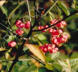 Euonymus europaeus