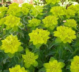 Euphorbia polychroma