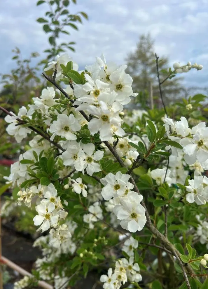Exochorda macrantha 'The Bride'