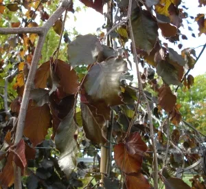 Fagus sylvatica 'Purpurea Pendula'