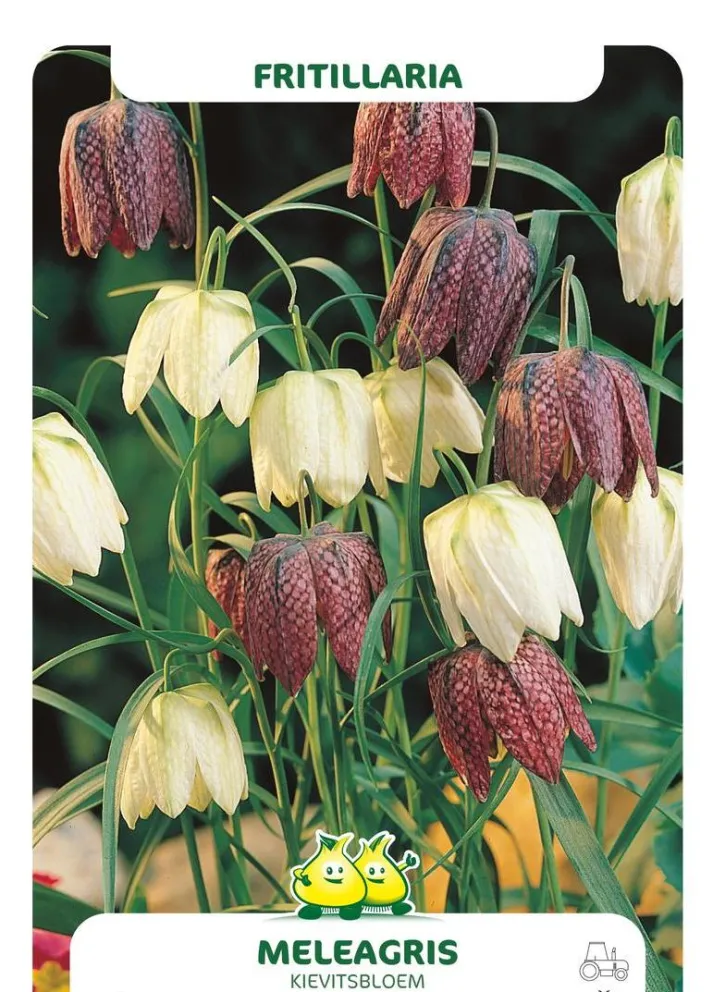 Fritillaria meleagris