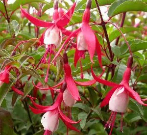 Fuchsia 'Mme Cornelissen'