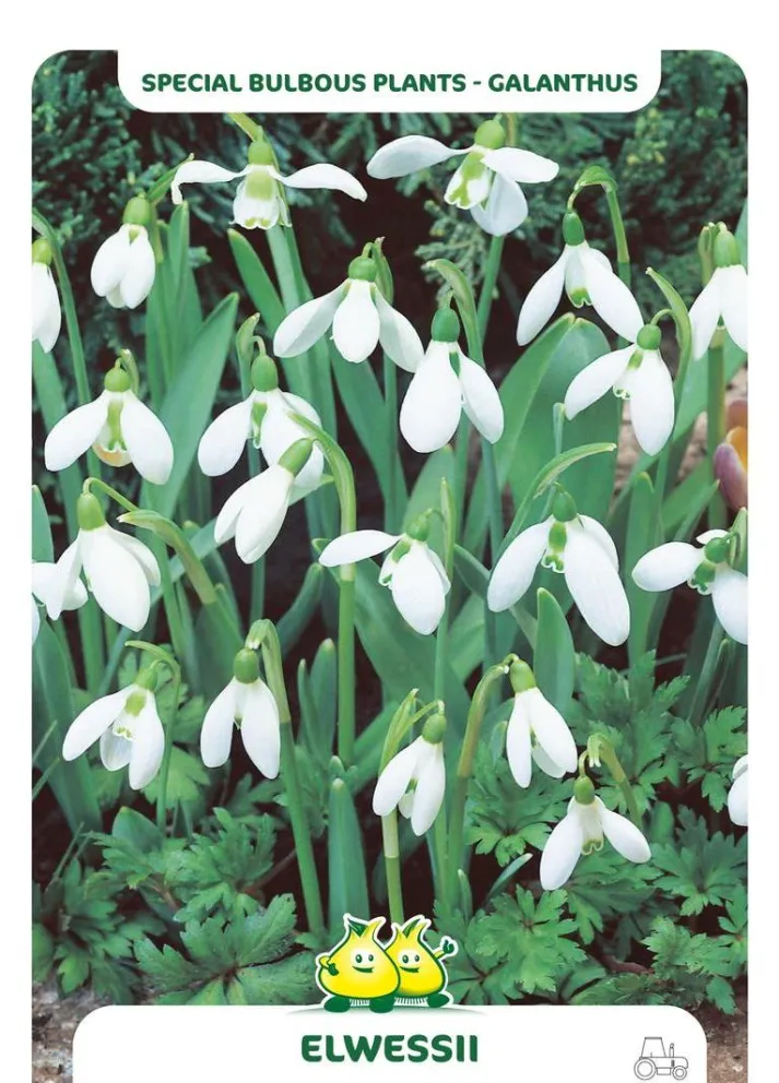 Galanthus elwessii