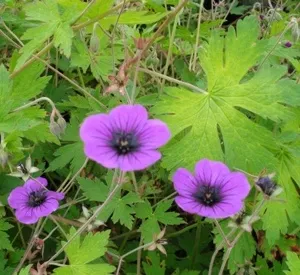 Geranium 'Ann Folkard'