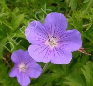 Geranium 'Brookside'