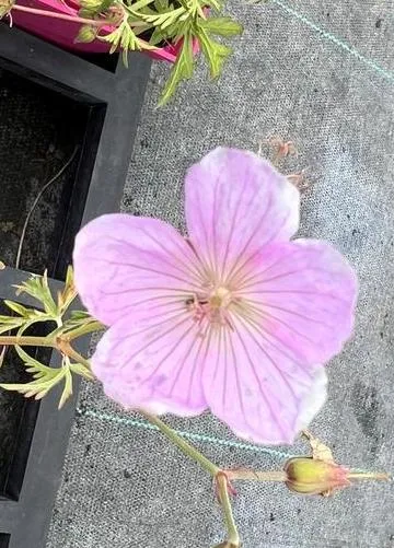 Geranium clarkei 'Kashmir Pink'