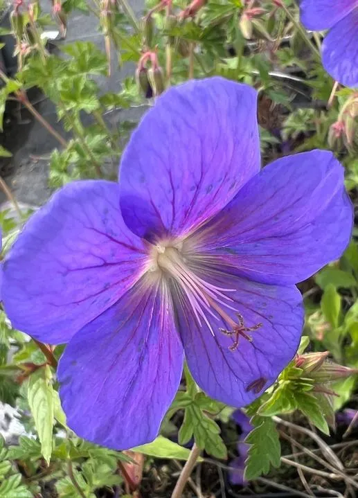 Geranium himalayense 'Gravetye'