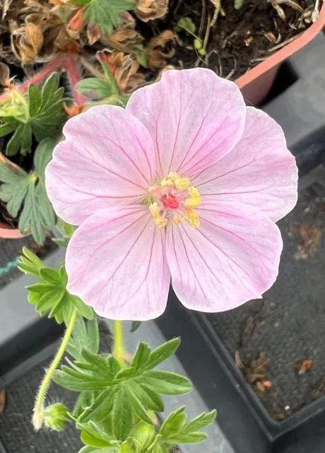 Geranium sanguineum 'Apfelblüte'