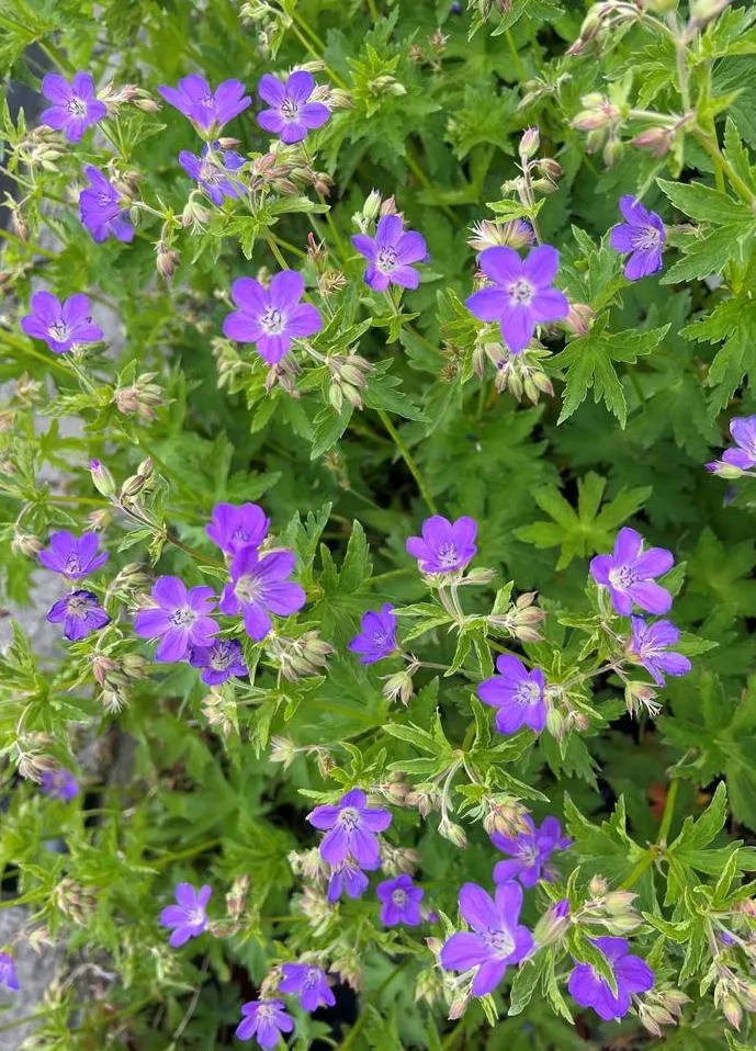 Geranium sylvaticum 'Mayflower'
