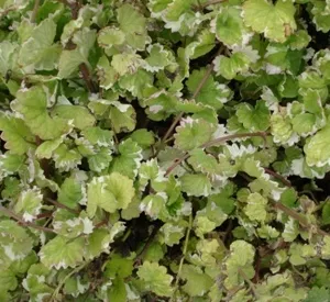 Glechoma hederacea 'Variegata'