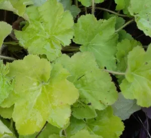 Heuchera 'Citronelle' ®