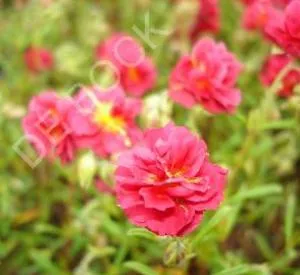 Helianthemum 'Cerise Queen'