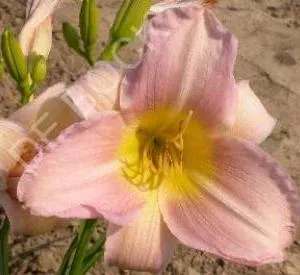 Hemerocallis 'Catherine Woodbury'