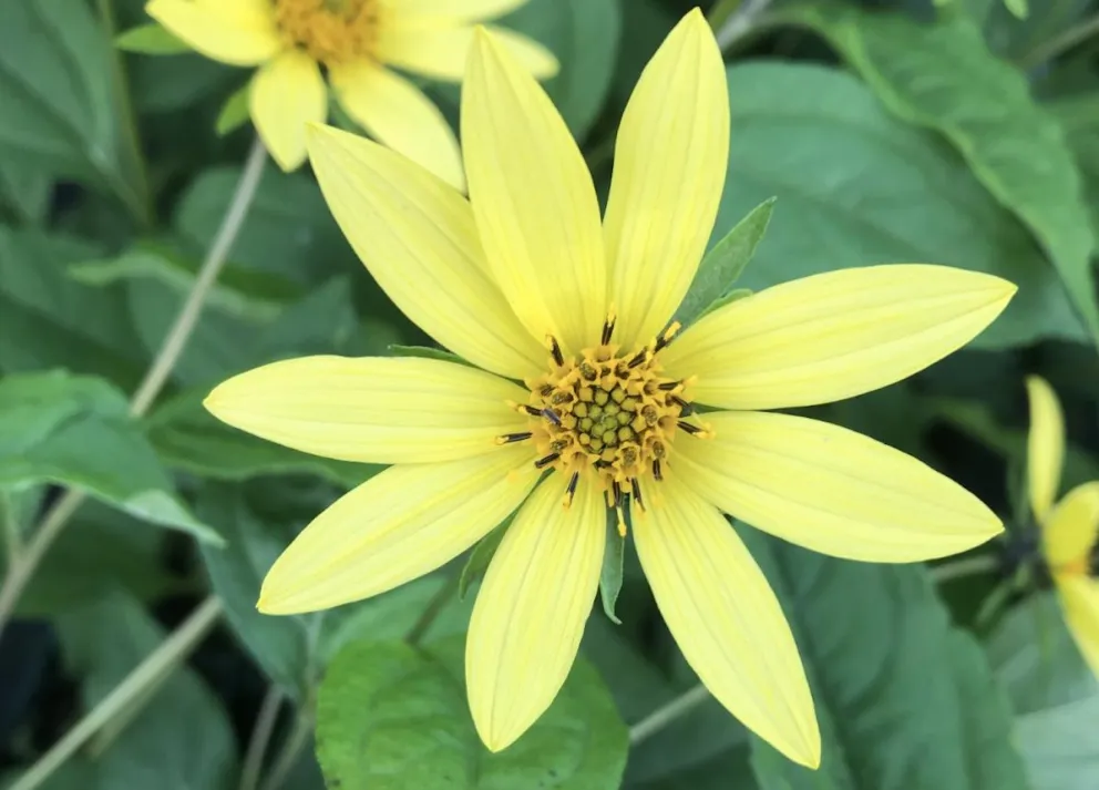 Helianthus 'Lemon Queen'