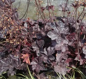 Heuchera 'Obsidian' ®