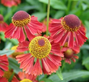 Helenium 'Ruby Tuesday' ®
