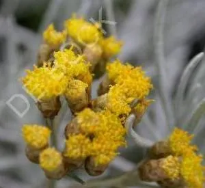 Helichrysum italicum