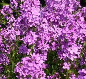 Hesperis matronalis
