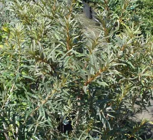 Hippophae rhamnoides 'Pollmix'