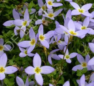 Houstonia caerulea 'Millard's Variety'