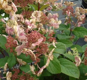 Hydrangea paniculata 'Early Sensation'