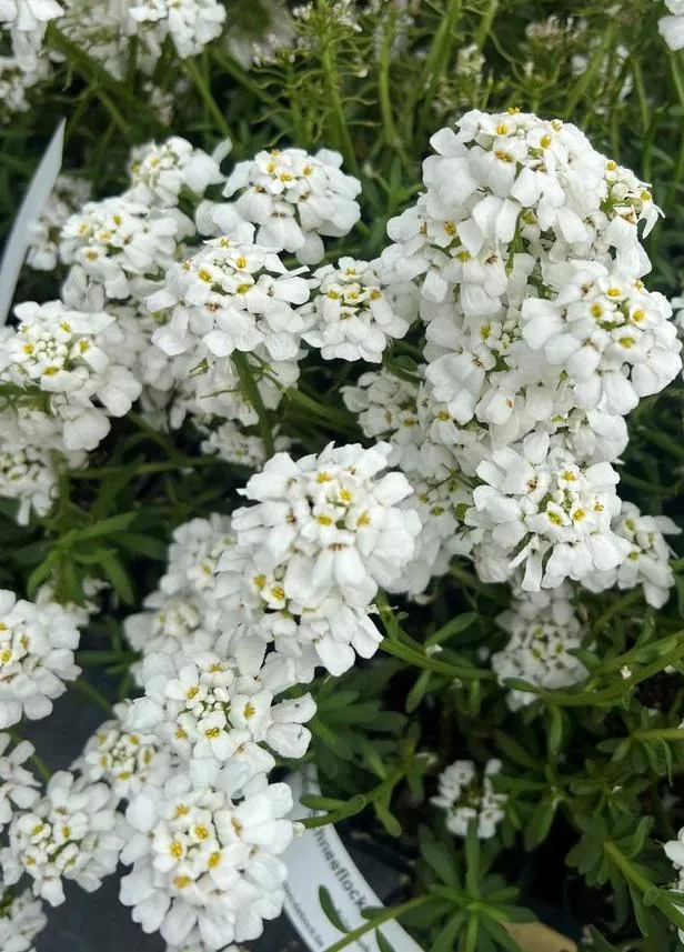 Iberis sempervirens 'Schneeflocke'