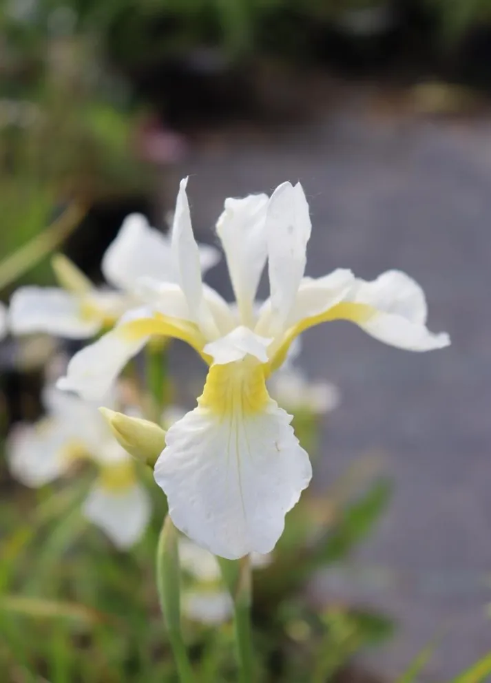 Iris sibirica 'White Swirl'