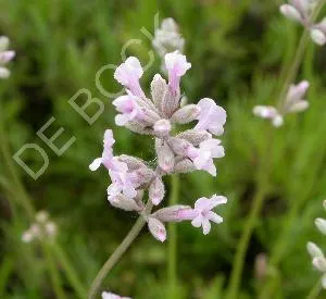 Lavandula angustifolia 'Rosea'