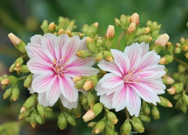 Lewisia cotyledon 'Mountain Dreams'