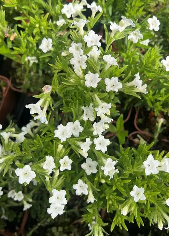 Lithodora diffusa 'Pete's Favourite'