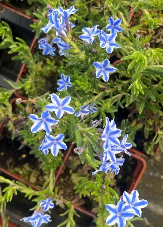 Lithodora diffusa 'Star'