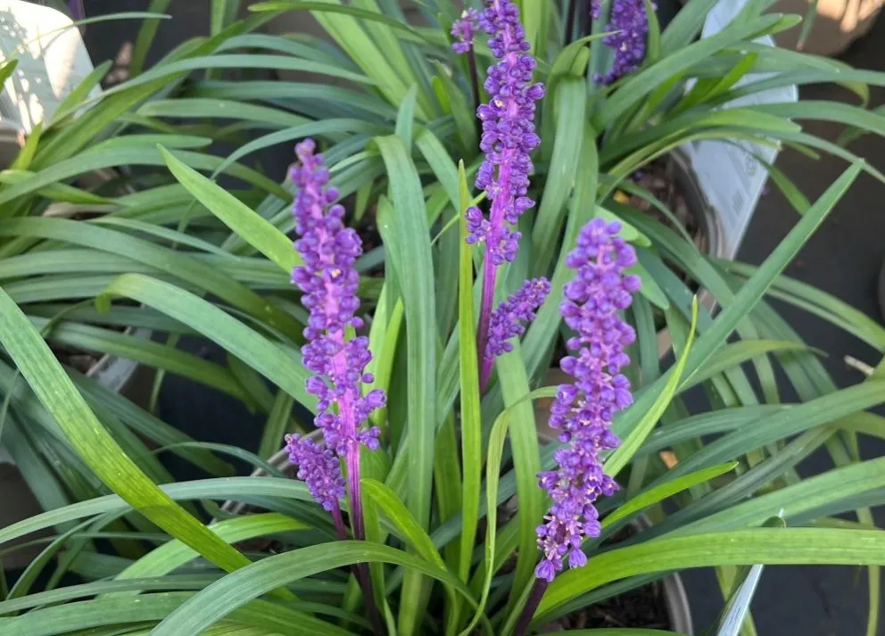 Liriope muscari 'Royal Purple'