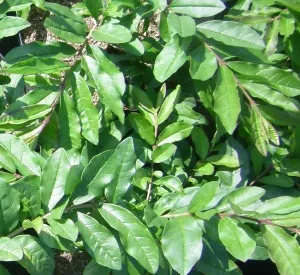 Ligustrum obtusifolium 'Massif' (r)