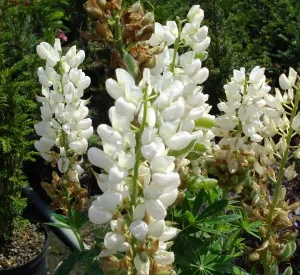 Lupinus polyphyllus 'Camelot White'