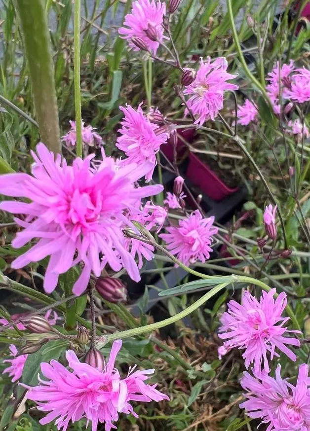 Lychnis flos-cuculi 'Jenny'