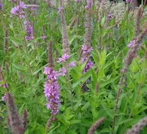 Lythrum salicaria
