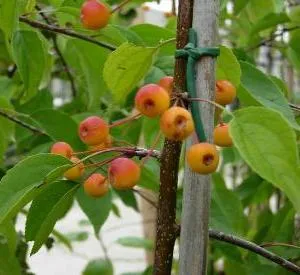 Malus baccata 'Gracilis'