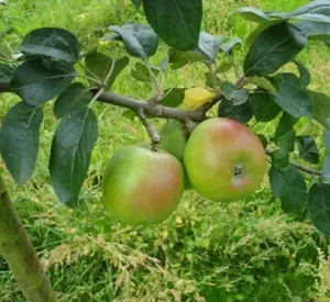 Malus domestica 'Essing'