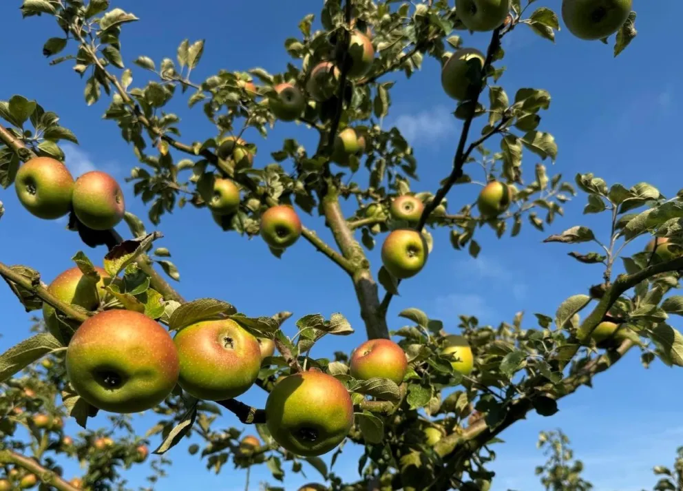 Malus domestica 'Reinette de Champagne'