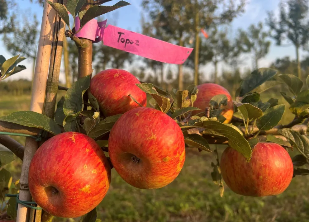 Malus domestica 'Topaz'