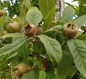 Mespilus germanica