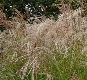 Miscanthus sinensis 'Kleine Fontäne'