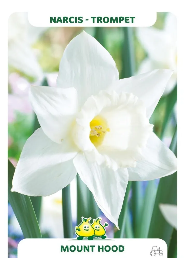 Narcissus 'Mount Hood'